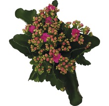 Kalanchoe Pflanze mit Blüten und Blättern
