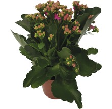 Kalanchoe in einem Topf mit grünen Blättern und rosa Blütenknospen