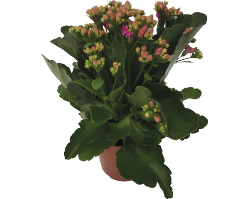 Kalanchoe in einem Topf mit grünen Blättern und rosa Blütenknospen