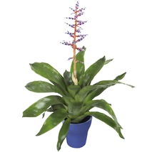 Aechmea Bromelie im Topf