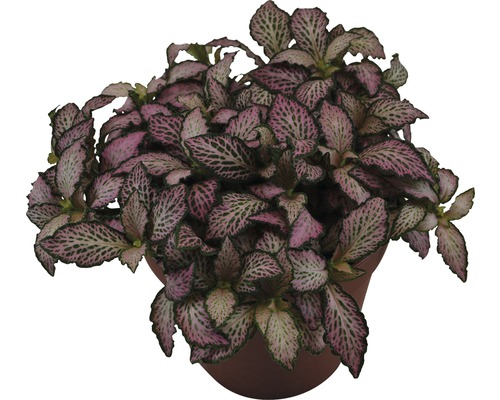 Mosaikpflanze FloraSelf Fittonia verschaffeltii 'Forest Flame' H 7-12 cm Ø 13 cm Topf Fittonia Zimmerpflanze im Topf