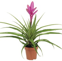 Guzmania Zimmerpflanze im Topf