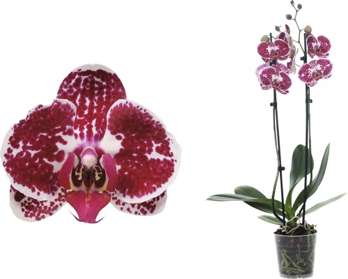 Orchidee mit gepunkteten Blüten und transparentem Topf