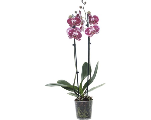Schmetterlingsorchidee FloraSelf Phalaenopsis multiflora 'Chien Xen Pearl' H 55-70 cm Ø 12 cm Topf 2 Rispen