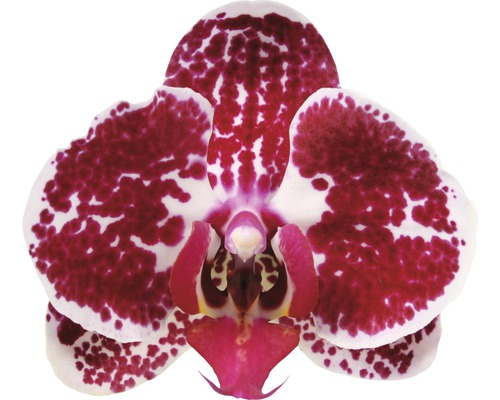 Nahaufnahme einer einzelnen Orchideenblüte