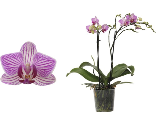 Schmetterlingsorchidee FloraSelf Phalaenopsis-Cultivars Multiflower H 30-40 cm Ø 9 cm Topf rosa