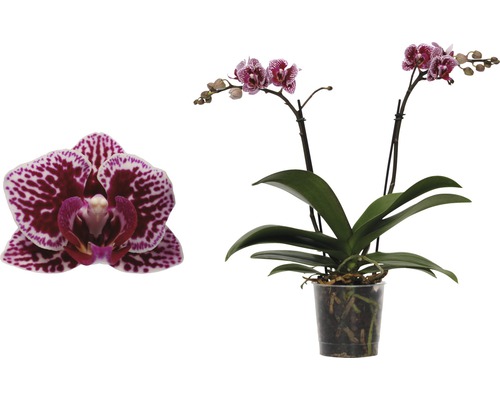 Schmetterlingsorchidee FloraSelf Phalaenopsis-Cultivars Multiflower H 30-40 cm Ø 9 cm Topf Zweifarbig