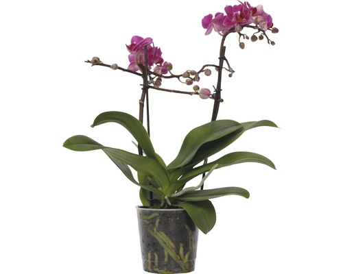 Schmetterlingsorchidee FloraSelf Phalaenopsis-Cultivars Multiflower H 30-40 cm Ø 9 cm Topf dunkelrosa