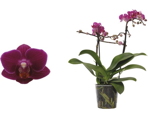 Phalaenopsis Orchidee mit Blüte im Topf