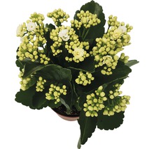 Kalanchoe Pflanze mit weißen Blüten im Topf