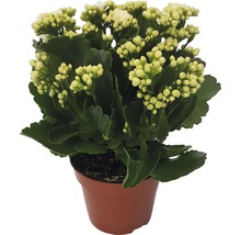 Kalanchoe Pflanze im Topf