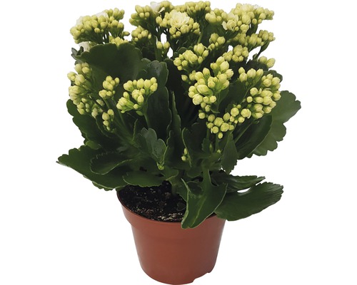 Kalanchoe Pflanze im Topf