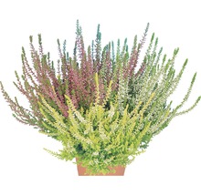 Topf mit Heidekrautgewächsen