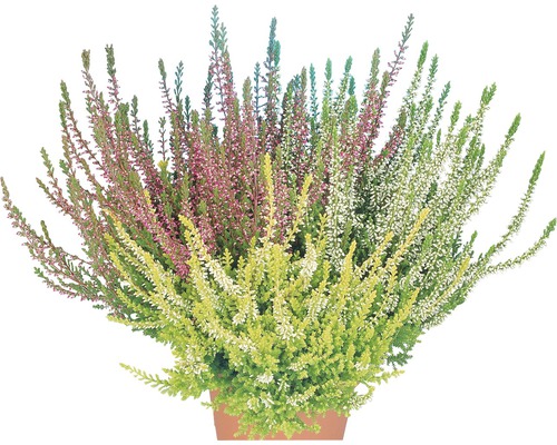 Topf mit Heidekrautgewächsen