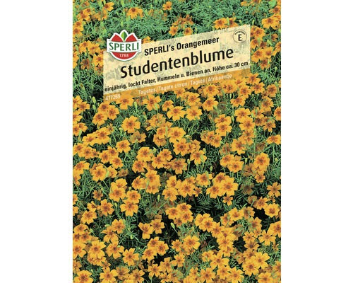 Blumensamen 'Studentenblume'