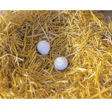 Zwei Eier liegen in einem Nest aus Stroh.