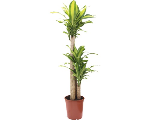 Drachenbaum im Topf für den Innenbereich