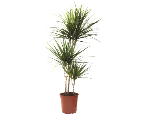 Drachenbaum im Topf