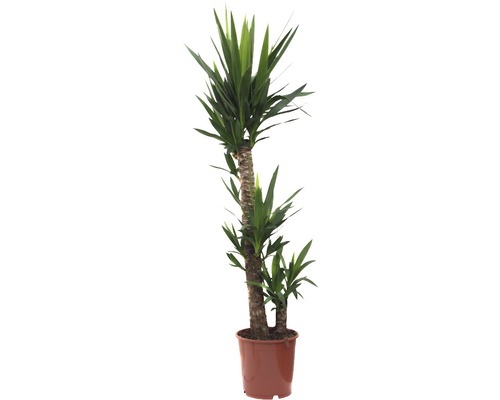 Yucca Zimmerpflanze im Topf