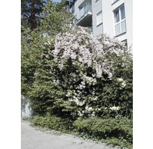 Blühender Strauch im Garten