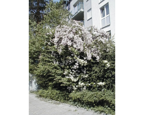 Blühender Strauch im Garten