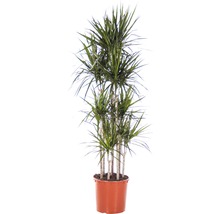 Drachenbaum Pflanze im Topf