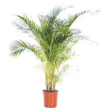 Areca Palme im Topf