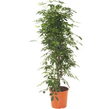 Zimmerpflanze Schefflera im Topf