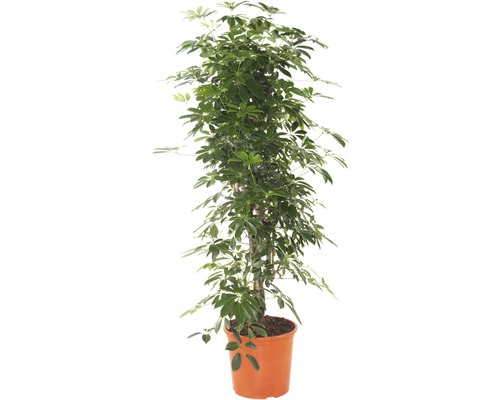Zimmerpflanze Schefflera im Topf
