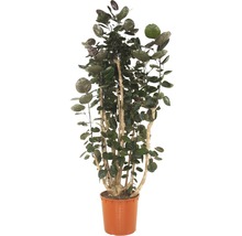 Aralie im Topf als Zimmerpflanze