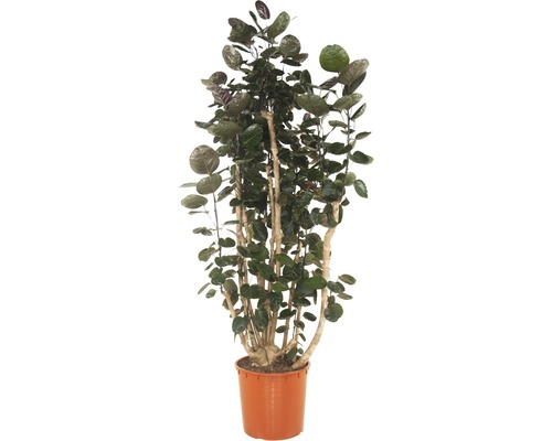 Aralie im Topf als Zimmerpflanze