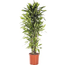 Drachenbaum Zimmerpflanze im Topf