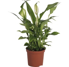 Einblatt Zimmerpflanze im Topf