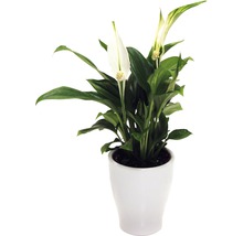 Einblatt Pflanze im Topf