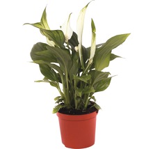 Einblatt Pflanze im Topf