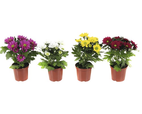 Vier Chrysanthemen in Töpfen mit lila, weißen, gelben und roten Blüten.