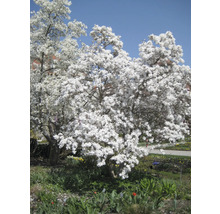 Magnolienbaum mit vielen weißen Blüten im Garten