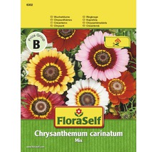 FloraSelf Chrysanthemum carinatum Mix Saatgutpackung
