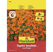 Tagetes tenuifolia Luna Orange Samenpackung