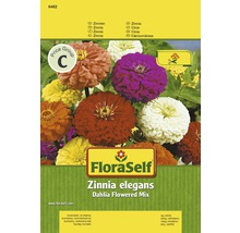 Zinnie 'Dahlia Flowered Mix' FloraSelf samenfestes Saatgut Blumensamen-thumb-0