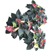 Weihnachtsstern mit Blättern