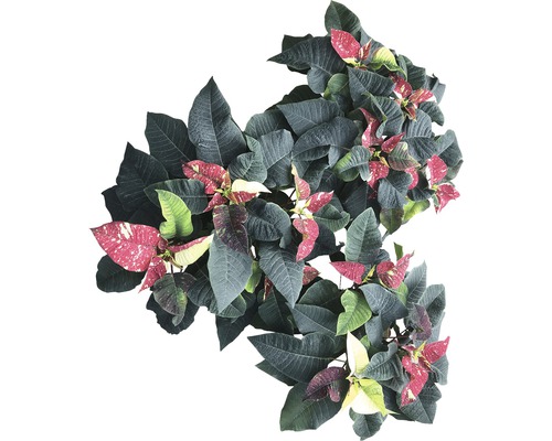 Weihnachtsstern mit Blättern