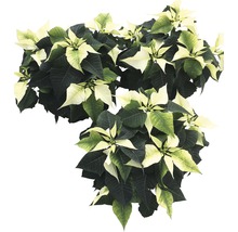 Weihnachtsstern mit grün-weiß gefärbten Blättern