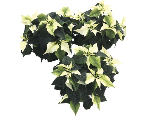 Weihnachtsstern mit grün-weiß gefärbten Blättern