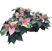 Weihnachtsstern mit rosa und grünen Blättern