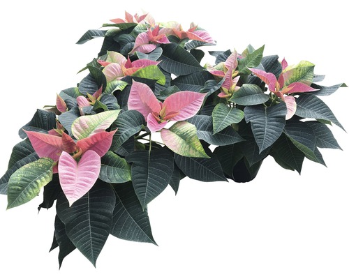 Weihnachtsstern mit rosa und grünen Blättern