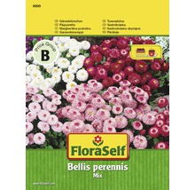 FloraSelf Bellis perennis Mix Packung mit Gänseblümchen Samen