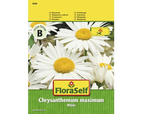 Margerite 'White' FloraSelf samenfestes Saatgut Blumensamen | HORNBACH AT