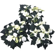 Drei Weihnachtssterne mit weißen Hochblättern und grünen Blättern