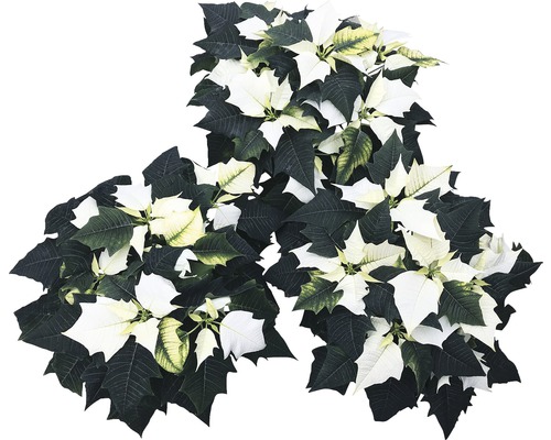 Drei Weihnachtssterne mit weißen Hochblättern und grünen Blättern